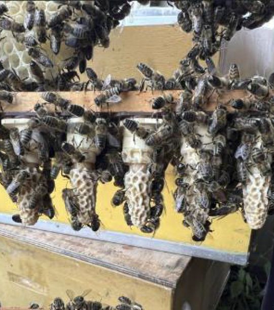 Roessink_CHESS project update_Queen cells.jpeg