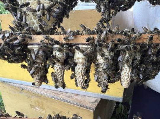 Roessink_CHESS project update_Queen cells.jpeg