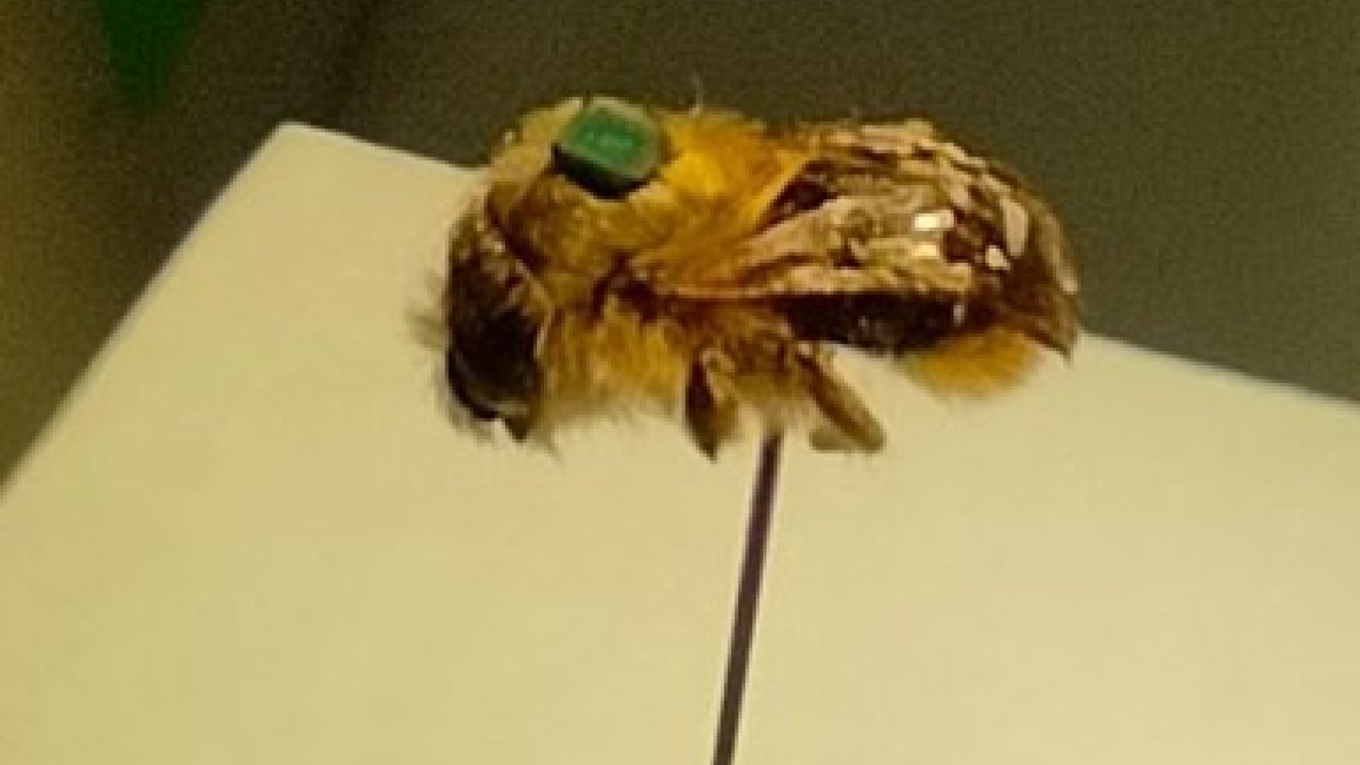 The use of RFID technology to track the dispersal of red mason bees