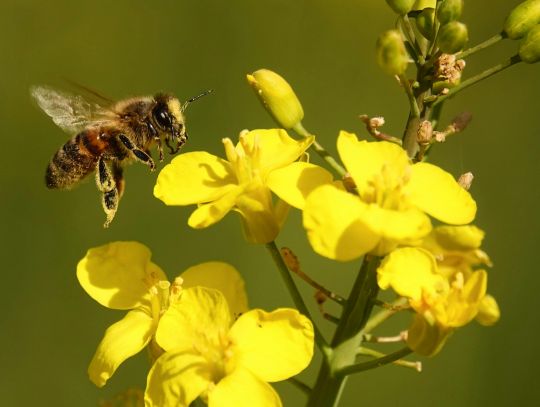 Honey bee_pexels-adrien-stachowiak-170983955-31561008.jpg