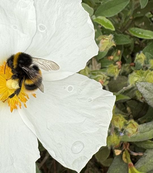 Bumblebee bySJ ed2.jpeg