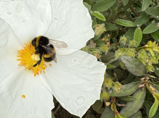 Bumblebee bySJ ed2.jpeg