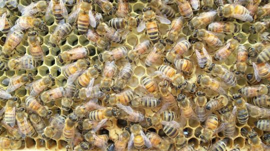 jessepion-honey-bee-3756889.jpg