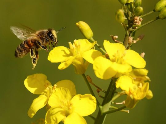 Honey bee_pexels-adrien-stachowiak-170983955-31561008.jpg