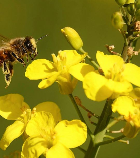 Honey bee_pexels-adrien-stachowiak-170983955-31561008.jpg