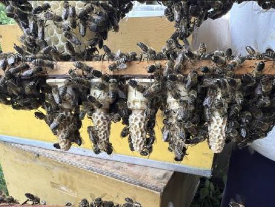 Roessink_CHESS project update_Queen cells.jpeg