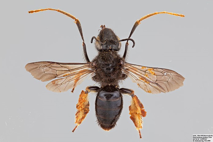 Long-fore-legged Rediviva longimanus (Melittidae). Photo: The Packer lab – Bee Tribes of the World (Wikimedia Commons, the free media repository)