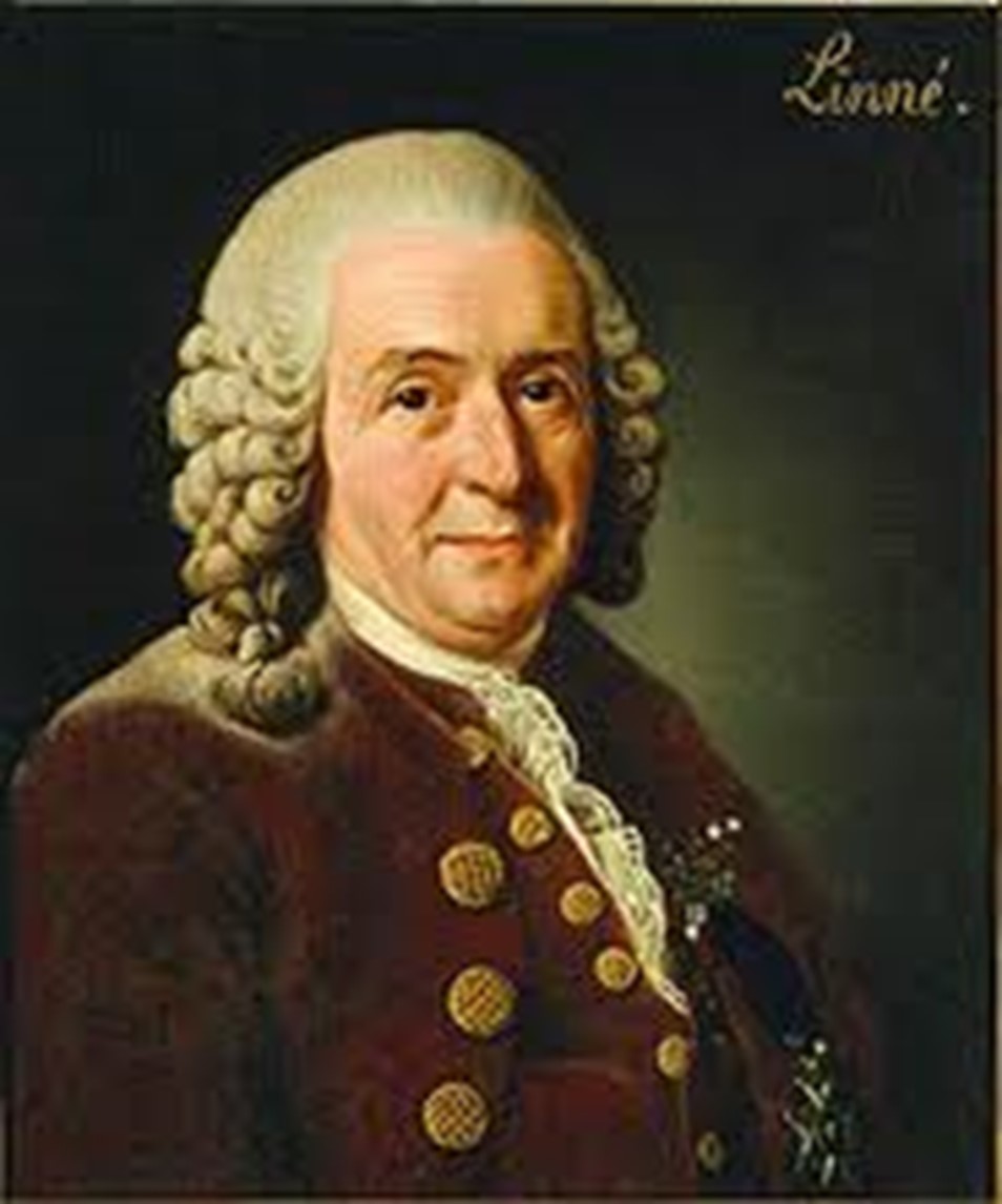 Carl von Linné  (1707-1778) Painting by Alexander Roslin 1775.